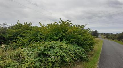 japanese knotweed