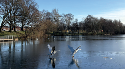 Birds flying over Hammond's Pond