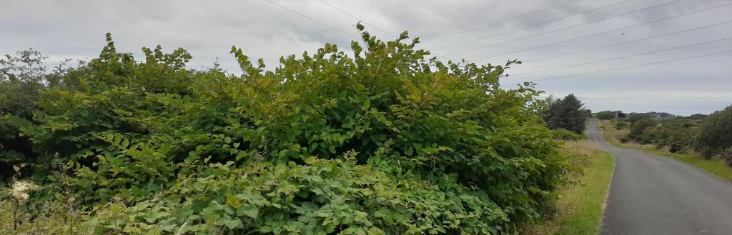 japanese knotweed